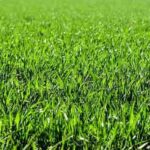 tipos de césped
