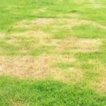enfermedades del césped