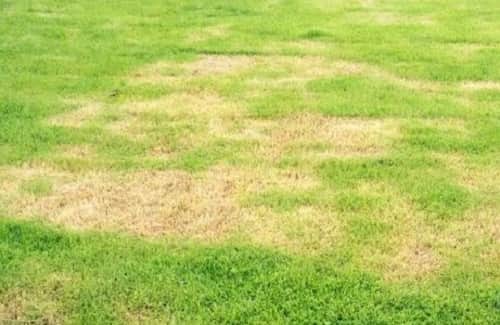 enfermedades del césped